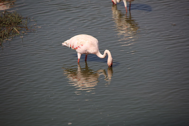 Canoe Safaris in lake manyara National Park