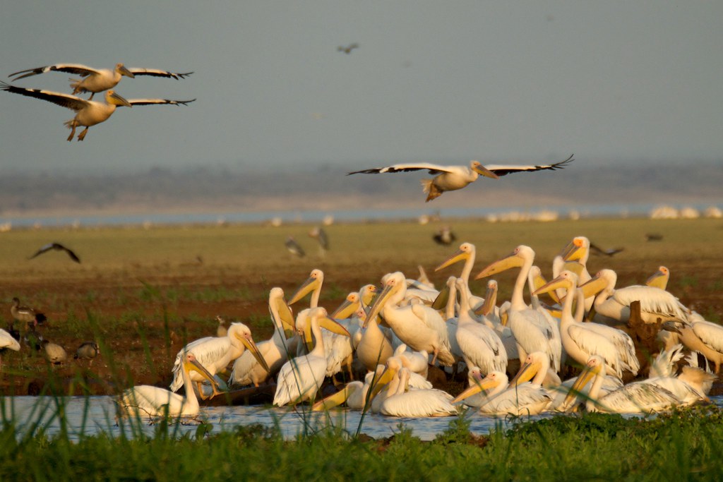 Activities in Nyerere National Park