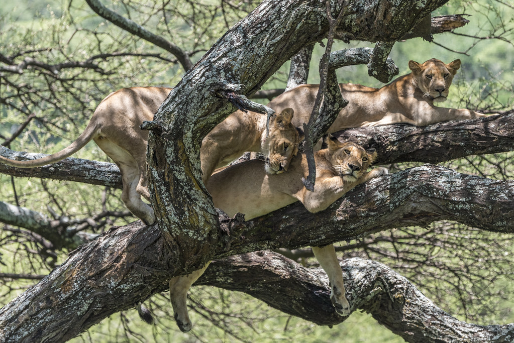 Tree climbing lions in lake manyara national park