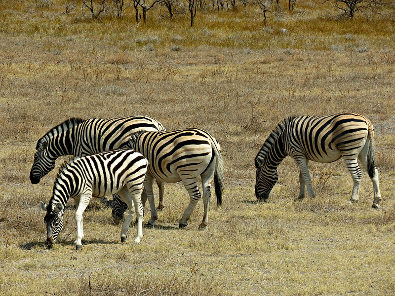 How do I go to Nyerere National Park