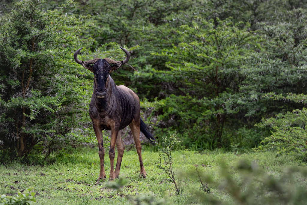 When is the best time to visit Nyerere National Park