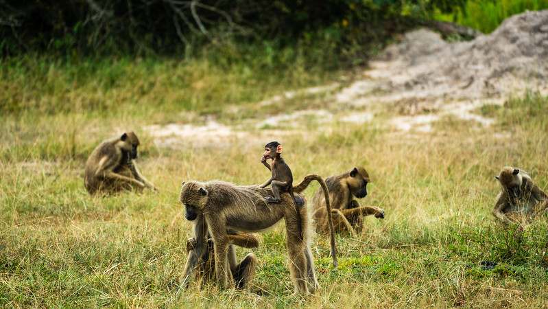 Nyerere National Park