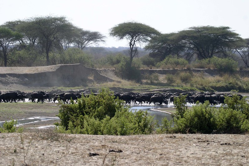 Best time to visit Mikumi National Park