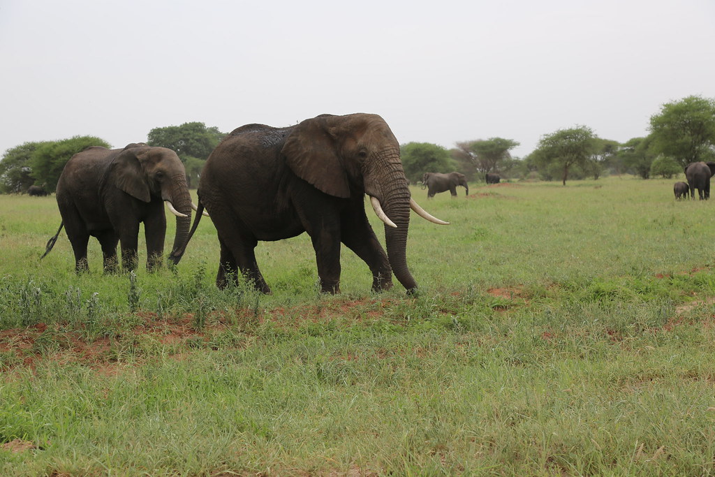 2 Days Mikumi National Park Safari from Zanzibar