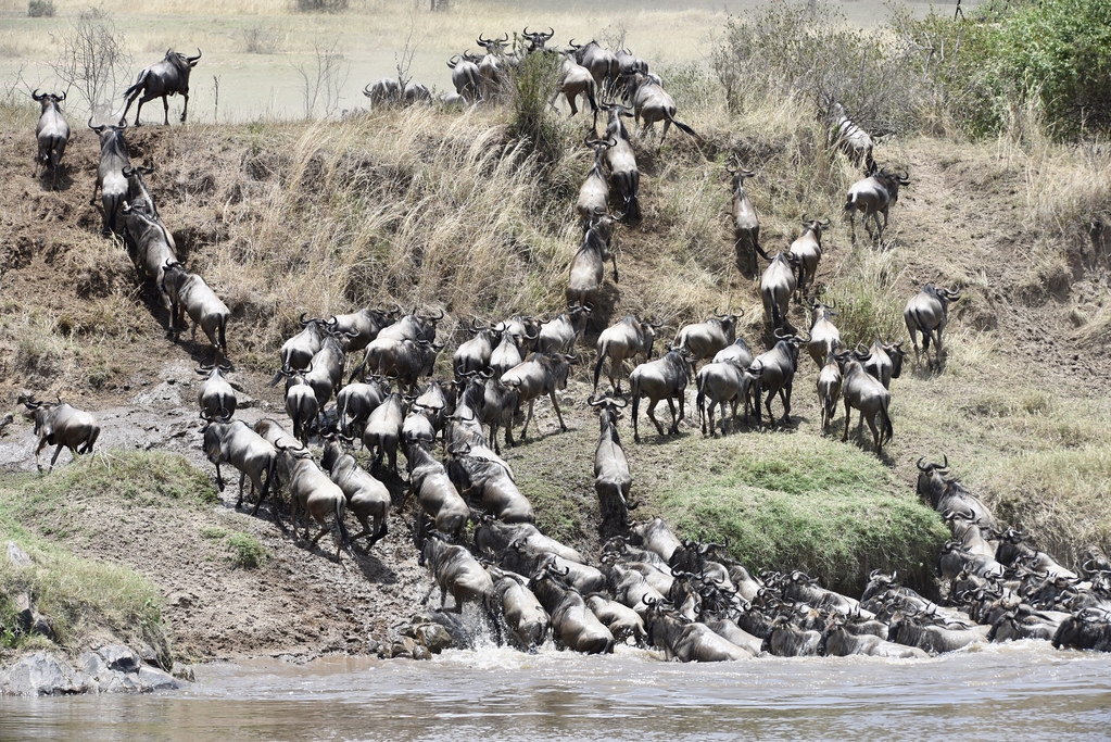 13 days Tanzania wildlife Safari and Zanzibar Holiday Trip