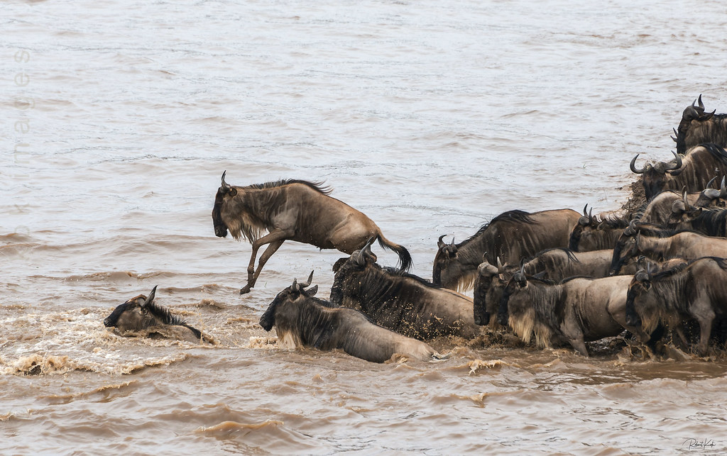 8 Days wildebeest Migration River Crossing