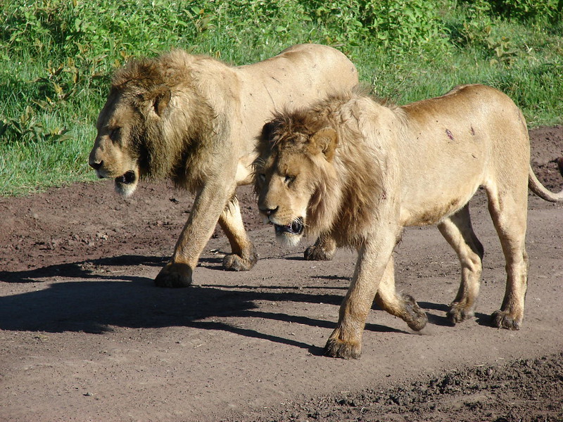 Day trip to Ngorongoro Crater from Arusha