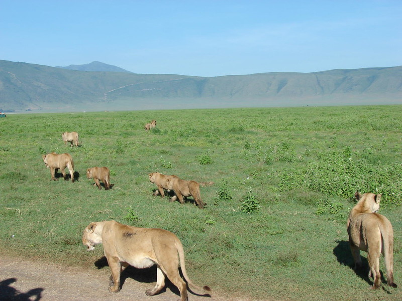 7 days Tanzania Safari, Serengeti and Ngorongoro