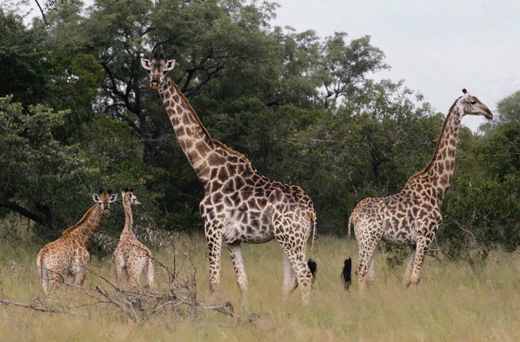 4 days Serengeti and Ngorongoro Crater safari