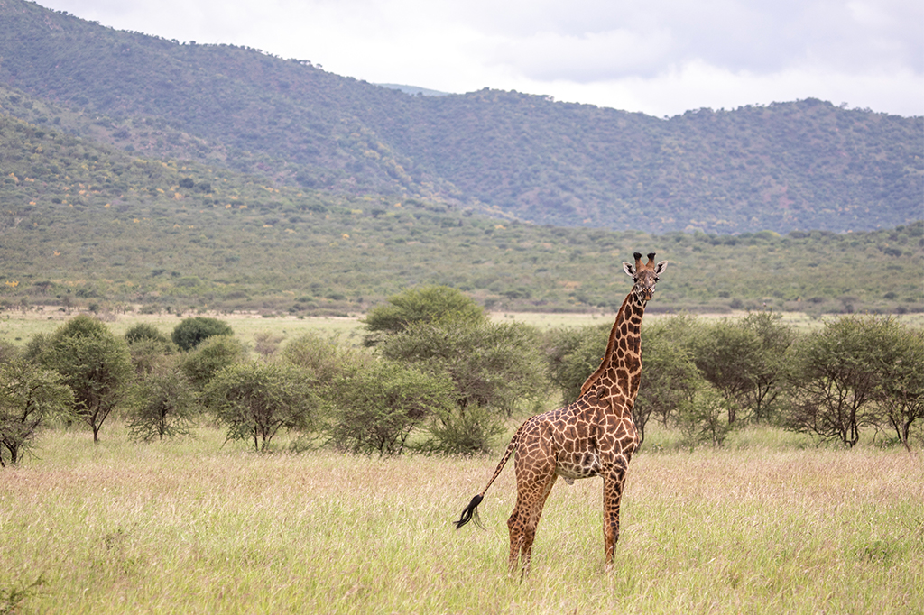 Mkomazi National Park