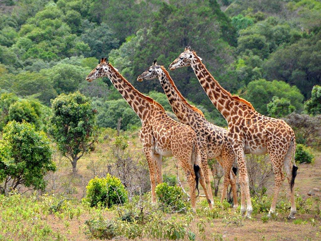 Fees for Lake Manyara National Park 2023/2024