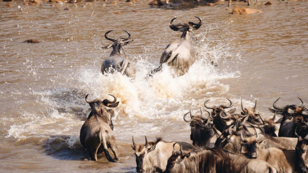 8 Days Wildebeest Migration River Crossing