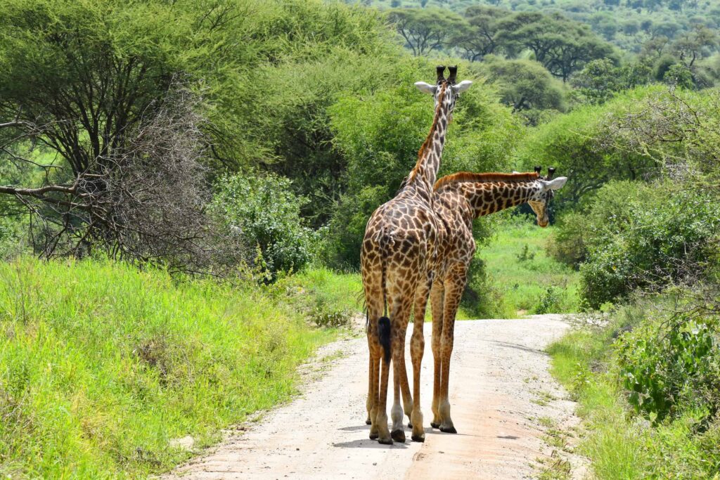 3 days Mikumi National Park Wildlife Safari