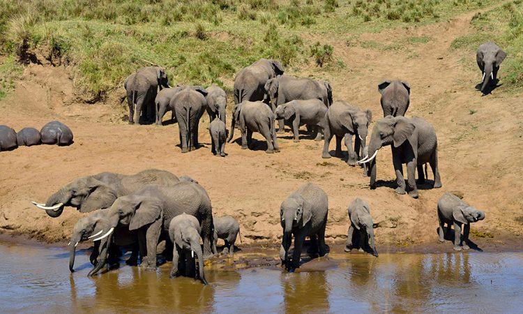 1 Day Best  Tarangire National Park Wildlife Safari 