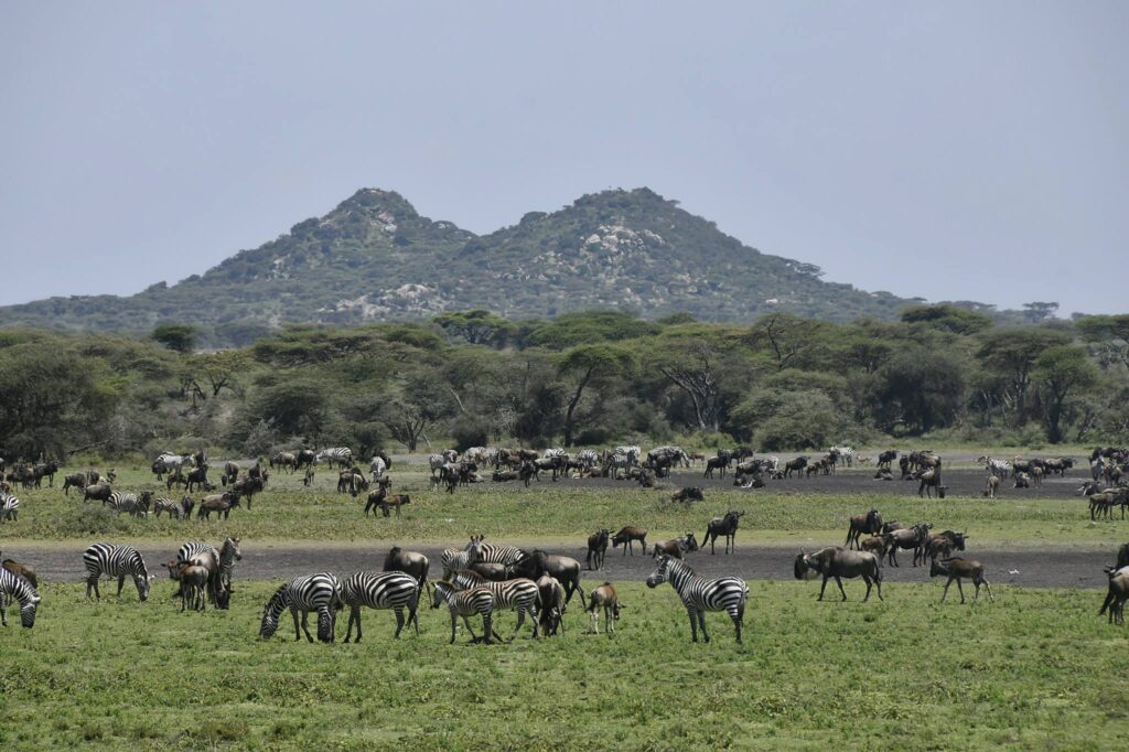 Ndutu region