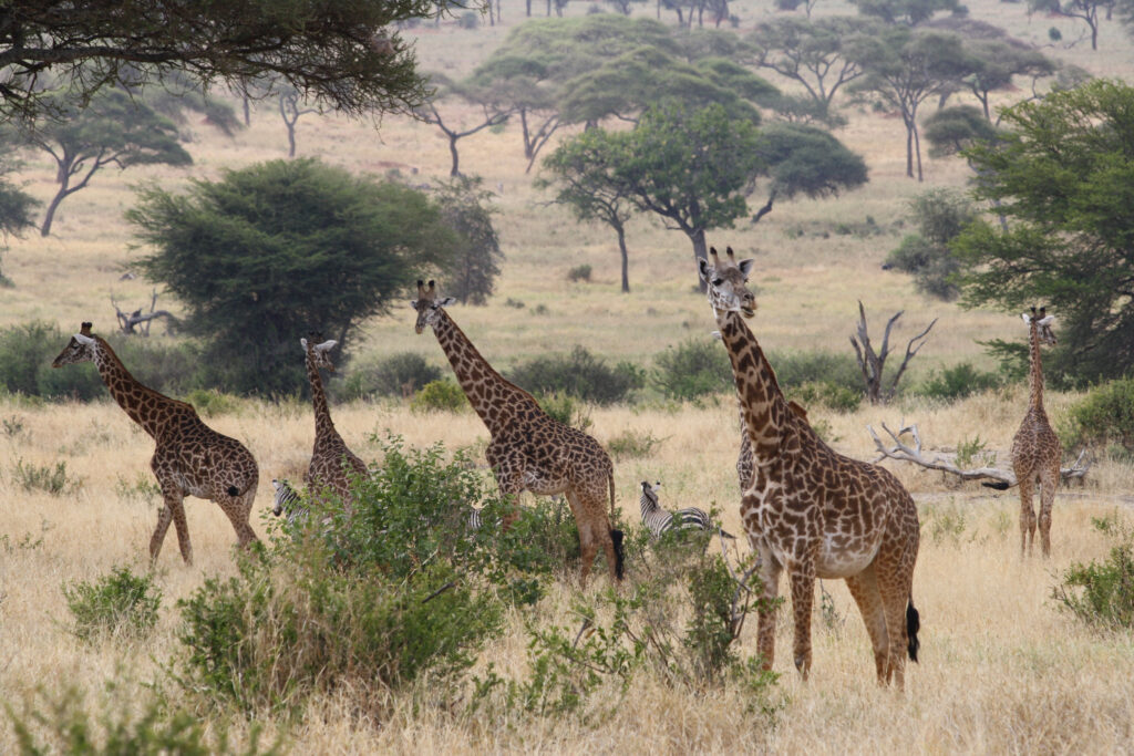 5 Days  Nyerere And Mikumi national park Wildlife Safaris