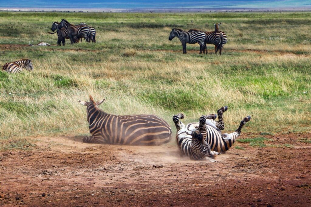 4 Days Ngorongoro Crater and Ndutu Great Migration Safari